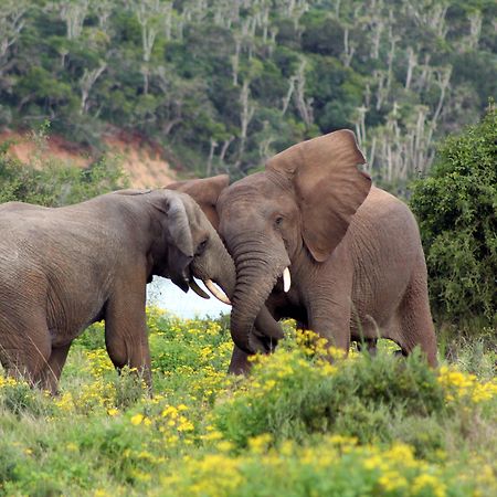 Sibuya Game Reserve And Lodge Kenton on Sea Εξωτερικό φωτογραφία