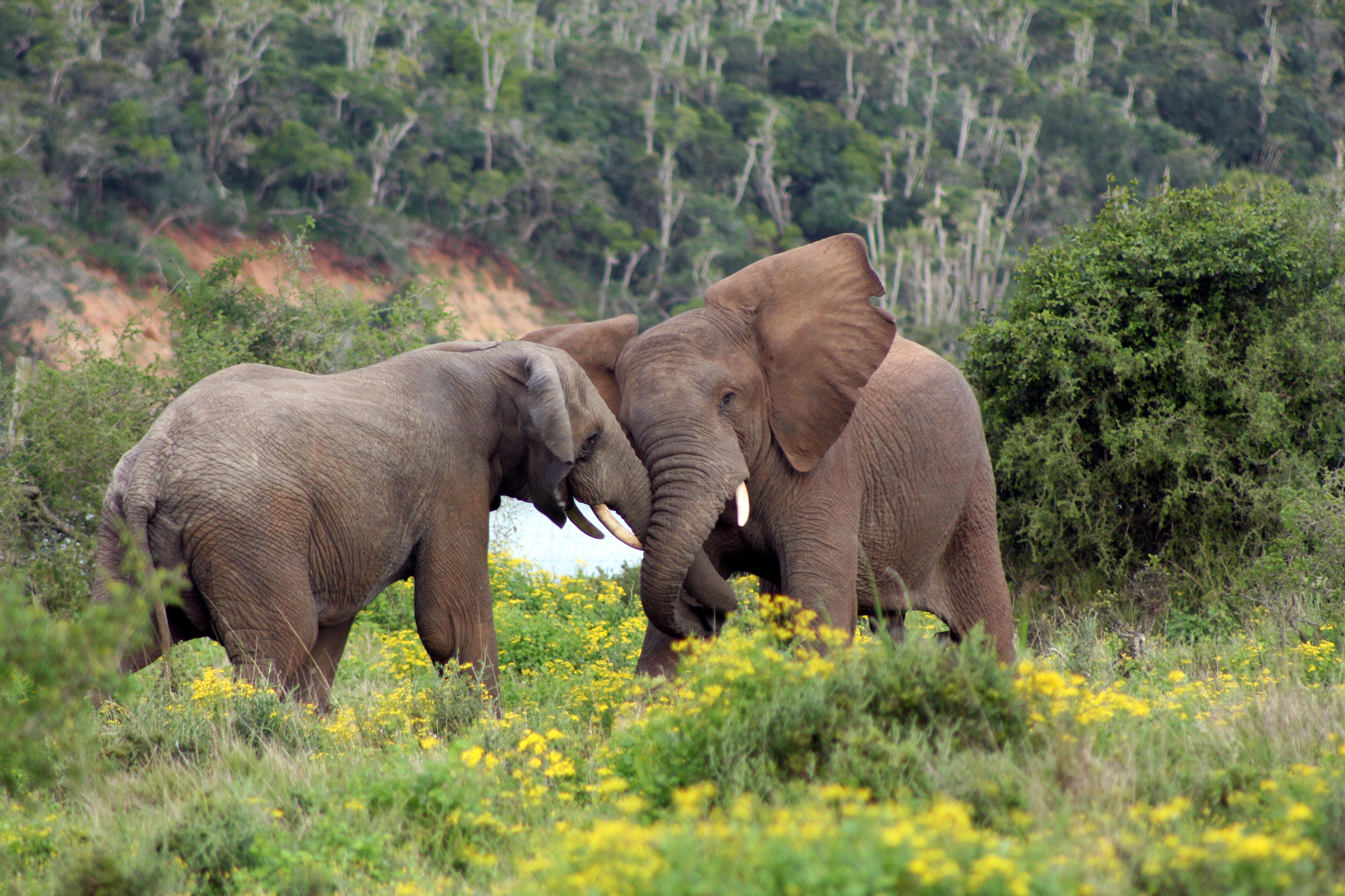 Sibuya Game Reserve And Lodge Kenton on Sea Εξωτερικό φωτογραφία