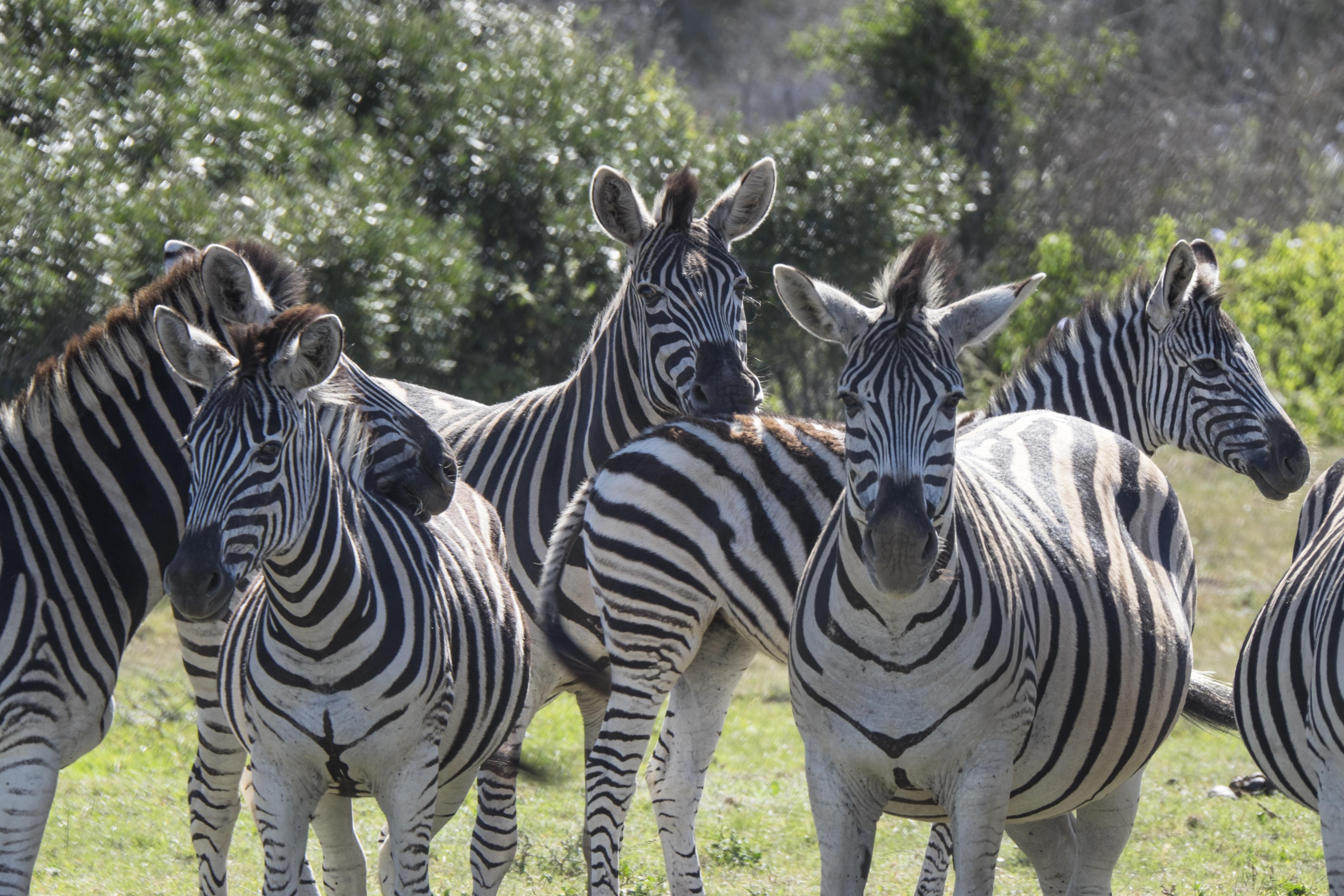 Sibuya Game Reserve And Lodge Kenton on Sea Εξωτερικό φωτογραφία