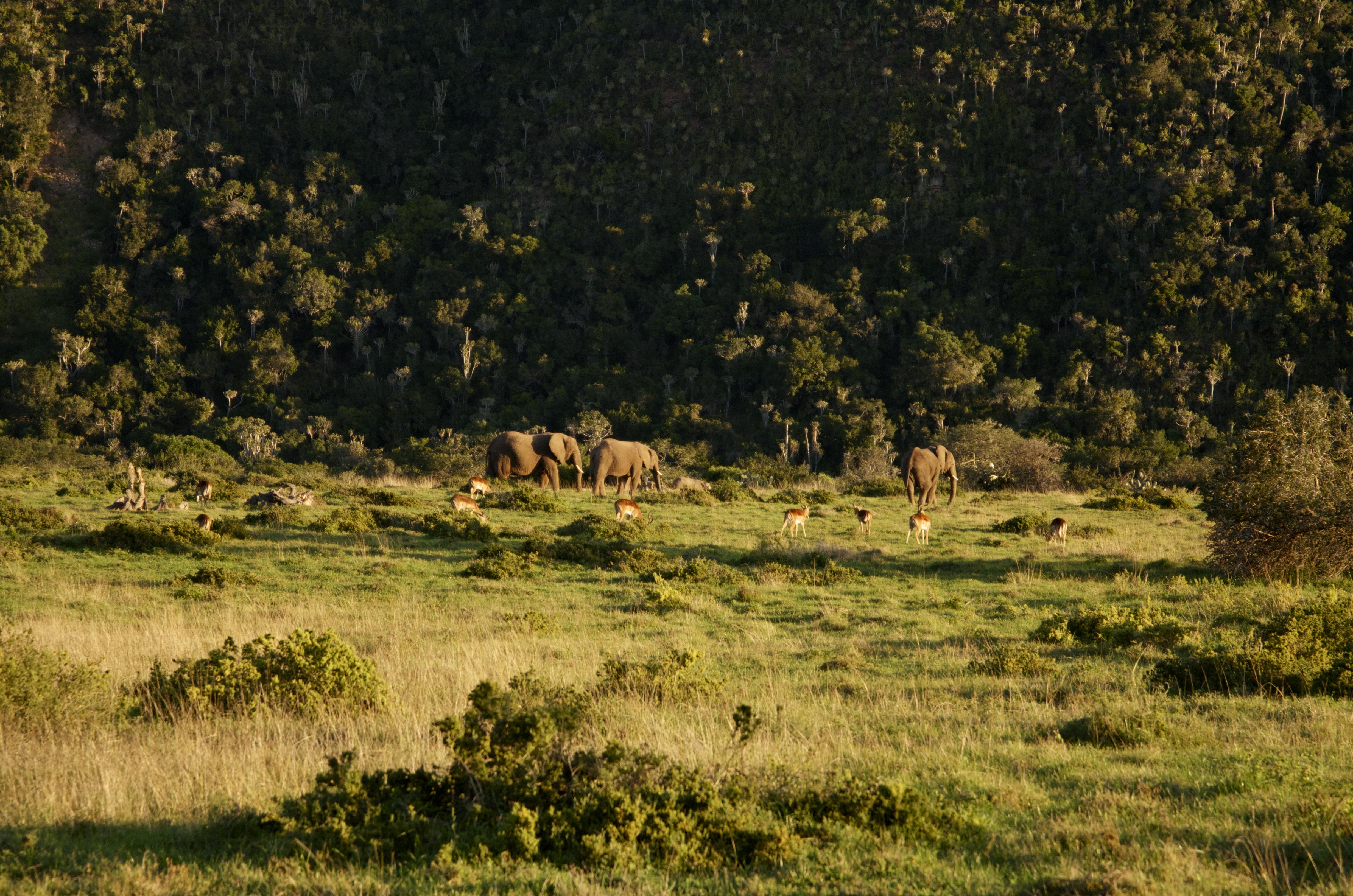 Sibuya Game Reserve And Lodge Kenton on Sea Εξωτερικό φωτογραφία