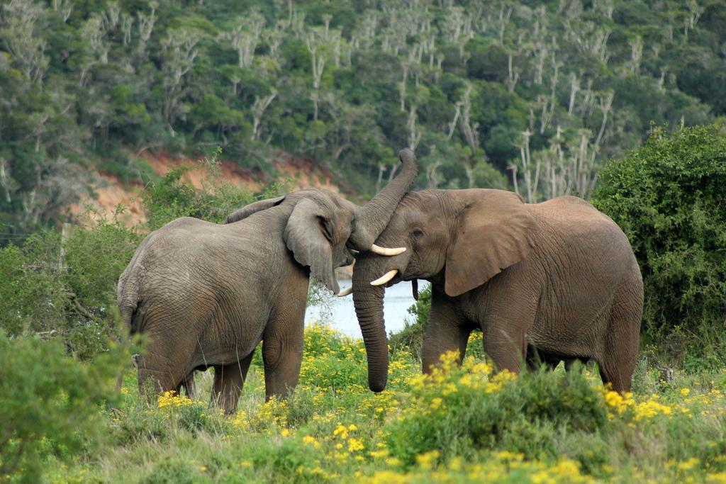 Sibuya Game Reserve And Lodge Kenton on Sea Εξωτερικό φωτογραφία