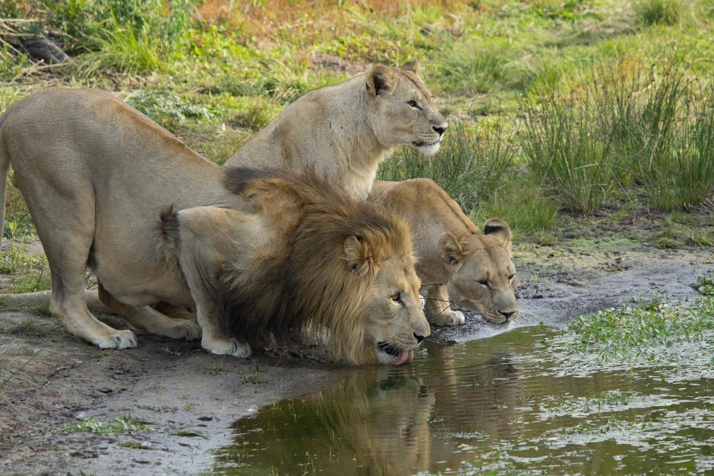 Sibuya Game Reserve And Lodge Kenton on Sea Εξωτερικό φωτογραφία